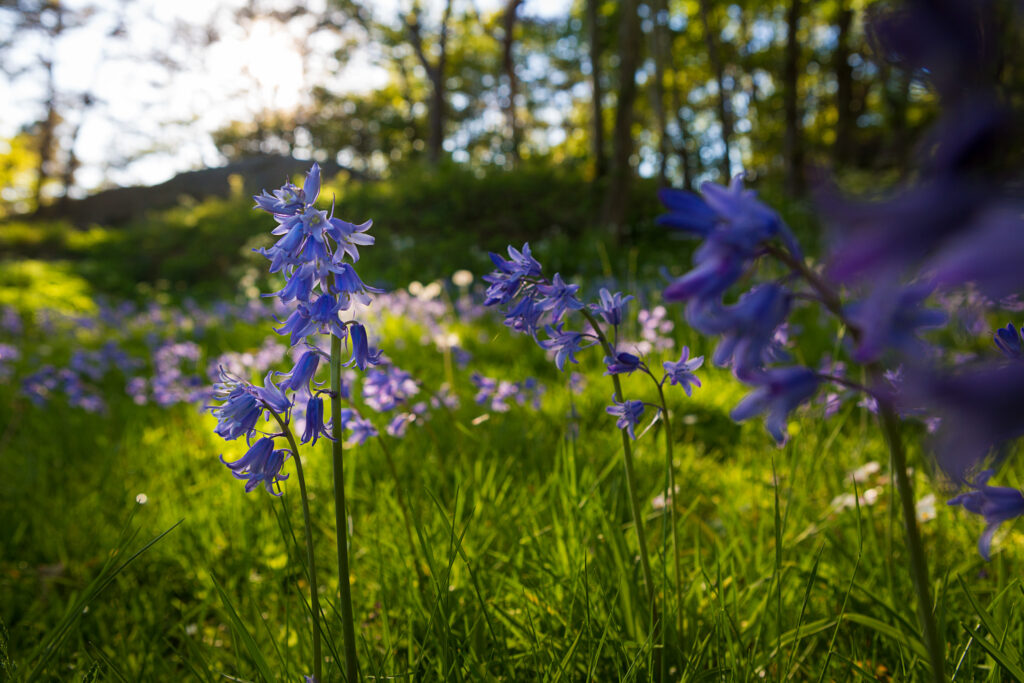 slottstradgarden maj2017 230